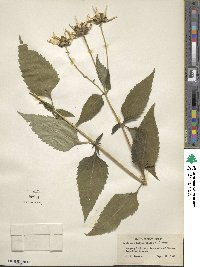 Heliopsis helianthoides image