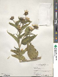 Heliopsis helianthoides image