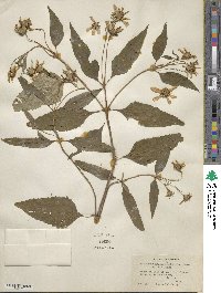 Heliopsis helianthoides image