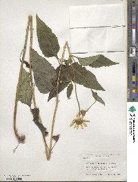 Heliopsis helianthoides image