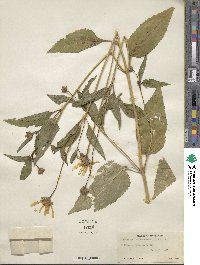 Heliopsis helianthoides image