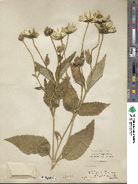 Heliopsis helianthoides image