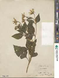 Heliopsis helianthoides image