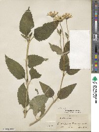 Heliopsis helianthoides image