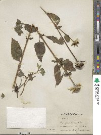 Heliopsis laevis image