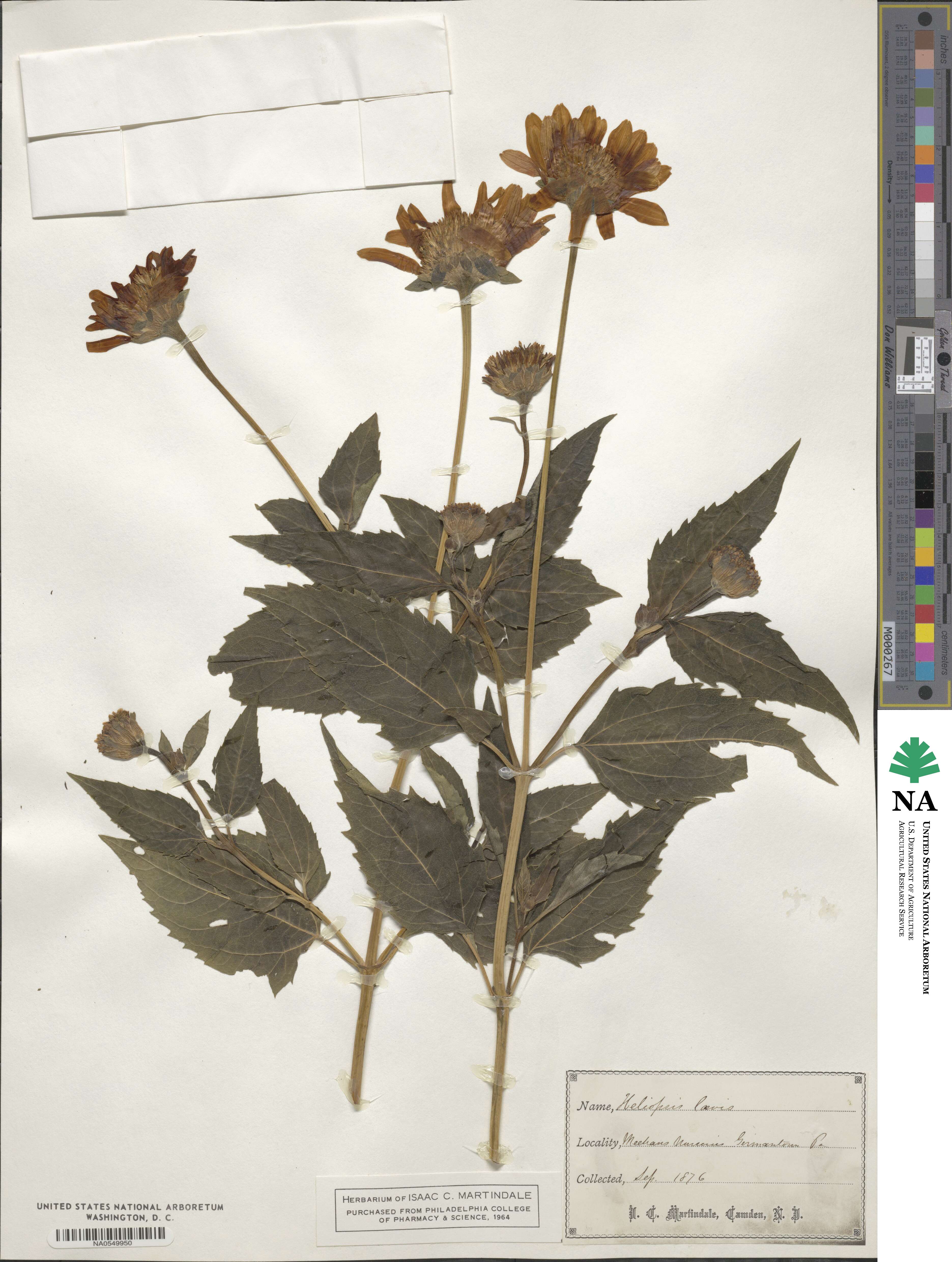 Heliopsis laevis image