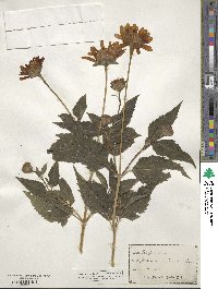 Heliopsis laevis image