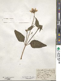 Heliopsis laevis image