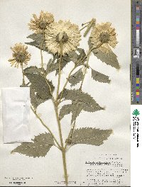 Heliopsis helianthoides image