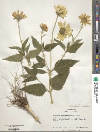 Heliopsis helianthoides image