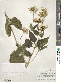 Heliopsis helianthoides image