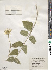 Heliopsis helianthoides image