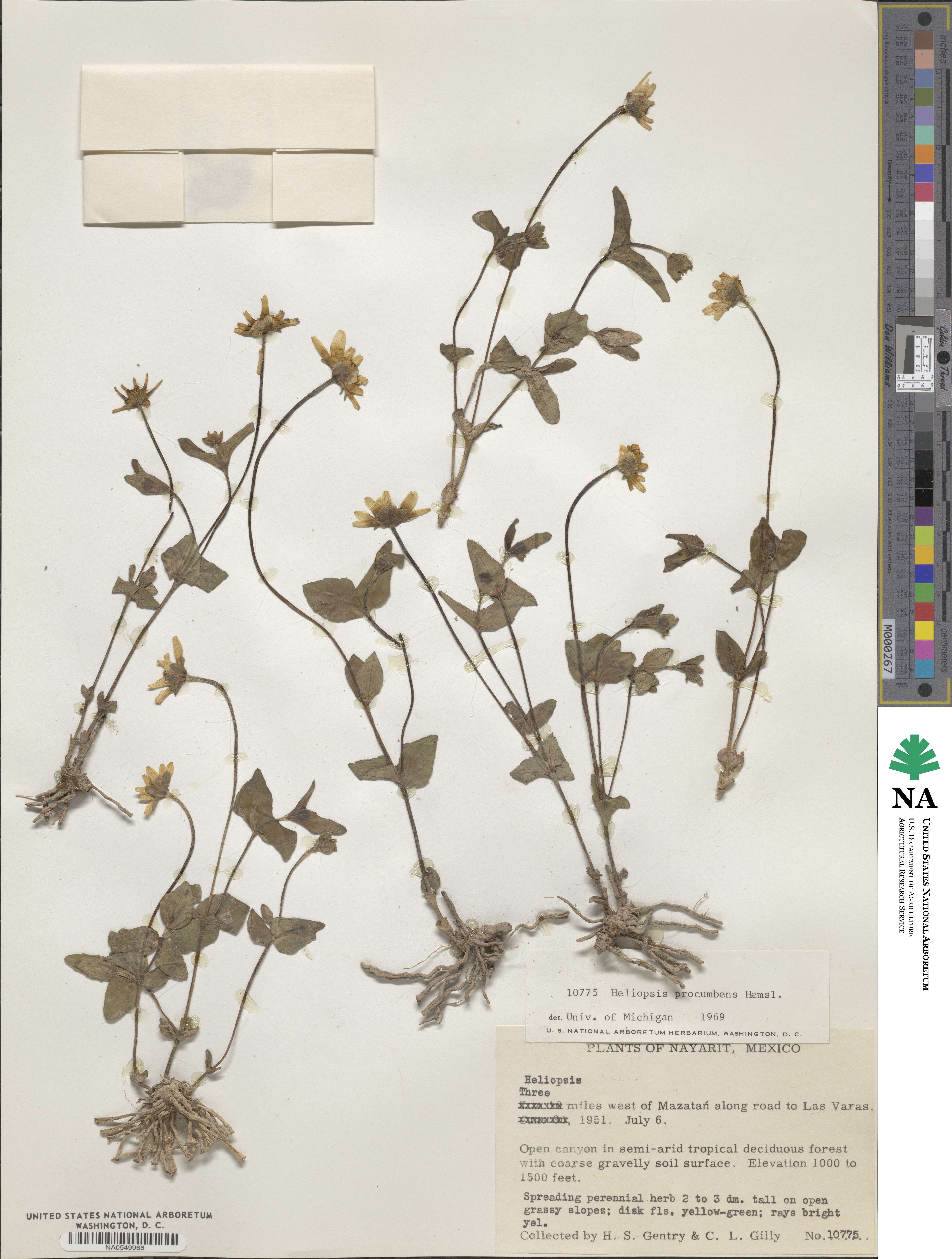 Heliopsis procumbens image