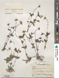 Heliopsis procumbens image