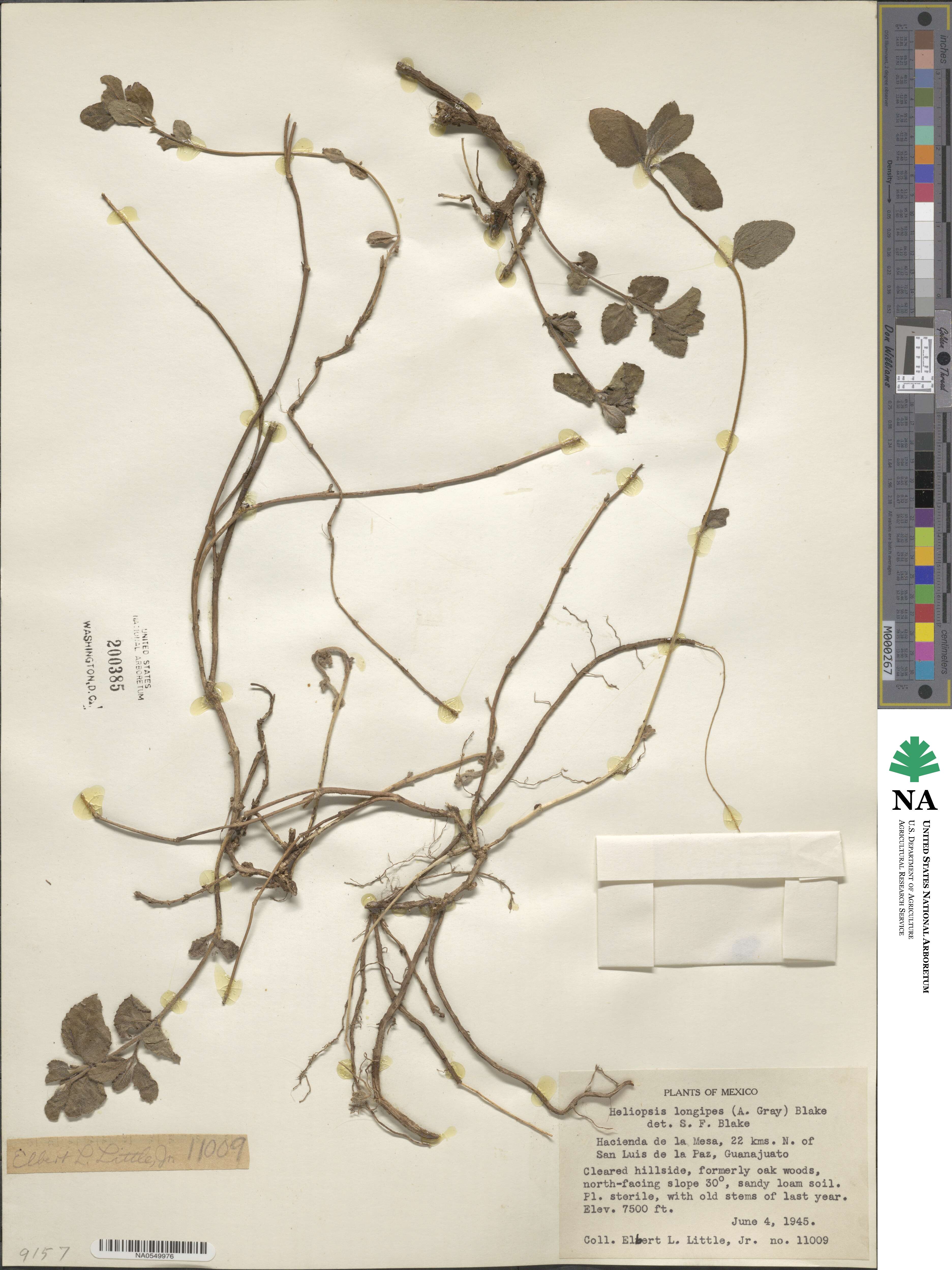 Heliopsis longipes image