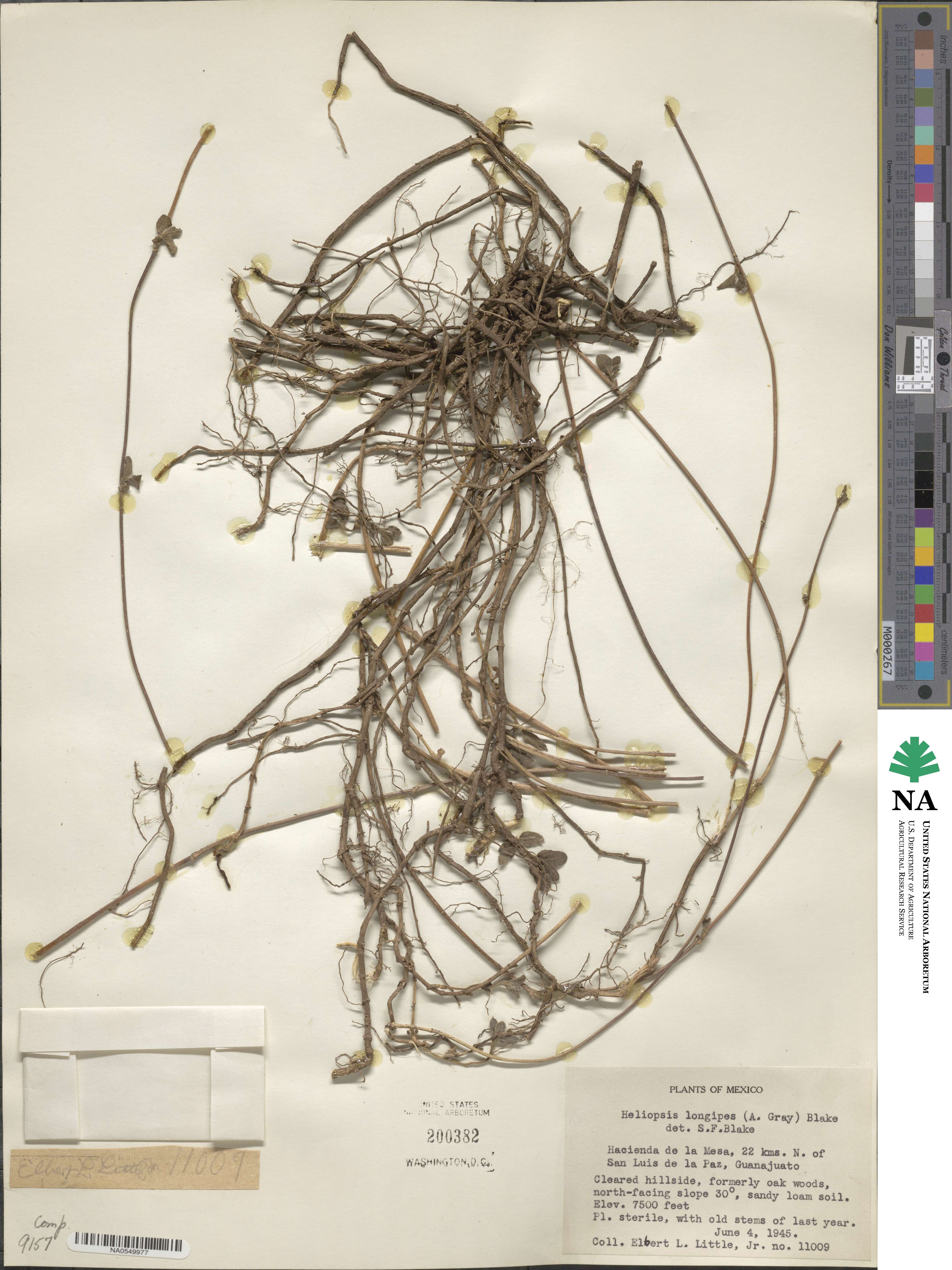 Heliopsis longipes image