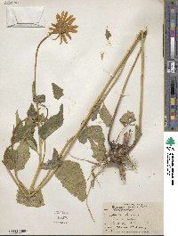 Heliopsis helianthoides image