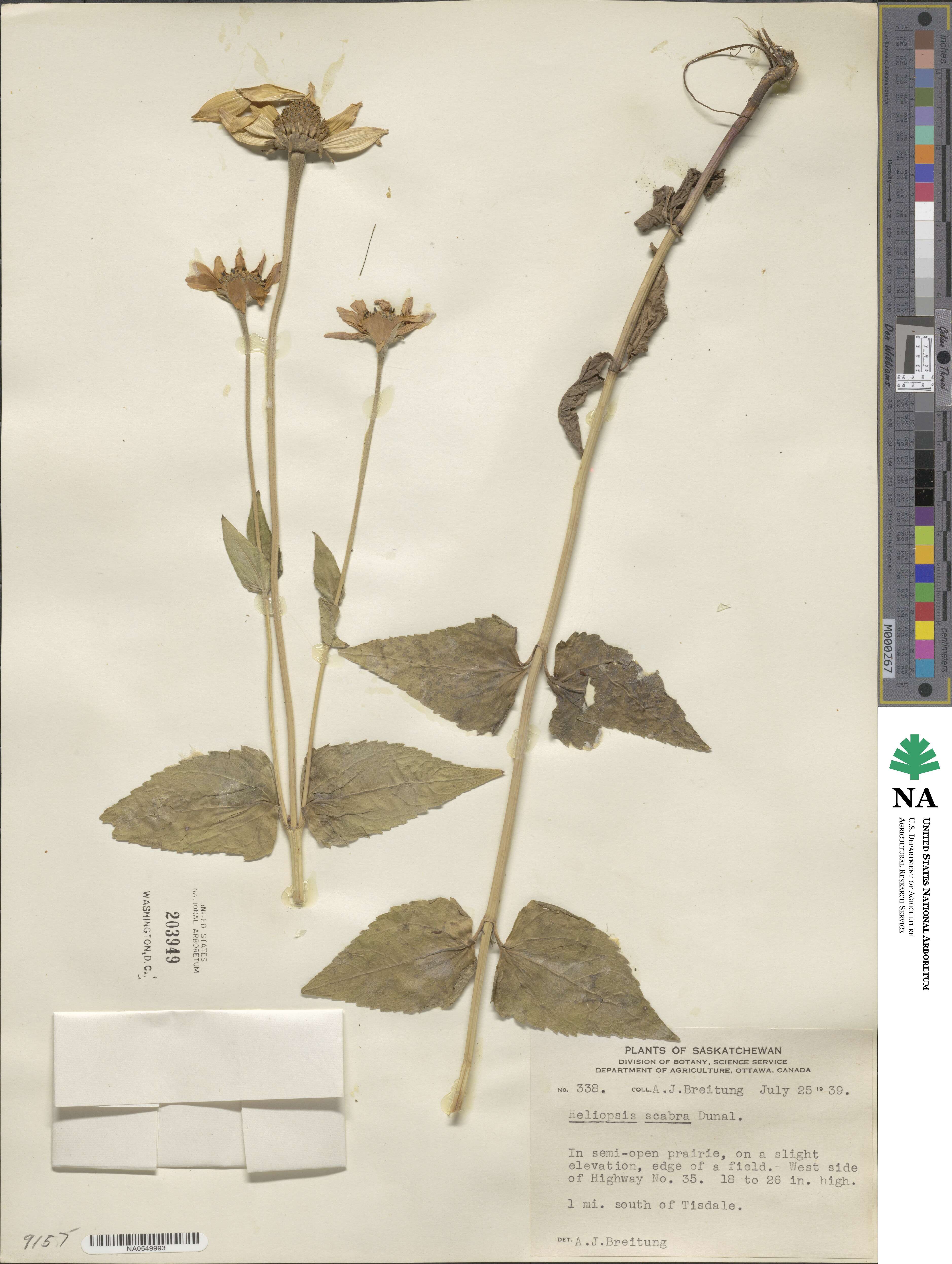 Heliopsis helianthoides image