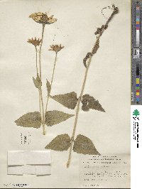 Heliopsis helianthoides image