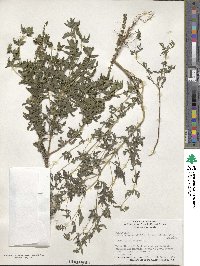 Ambrosia artemisiifolia image