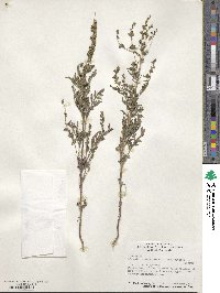 Ambrosia artemisiifolia var. elatior image