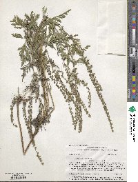 Ambrosia artemisiifolia var. elatior image