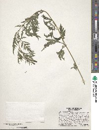 Ambrosia artemisiifolia image