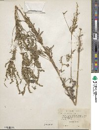 Ambrosia artemisiifolia image