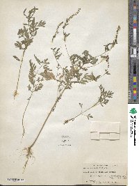 Ambrosia artemisiifolia image