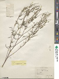 Ambrosia artemisiifolia image