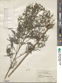 Ambrosia artemisiifolia image