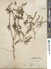 Ambrosia artemisiifolia image