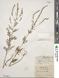 Ambrosia artemisiifolia image