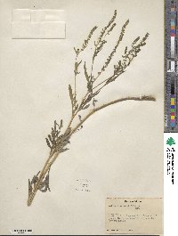 Ambrosia artemisiifolia image