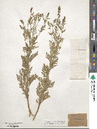 Ambrosia artemisiifolia image