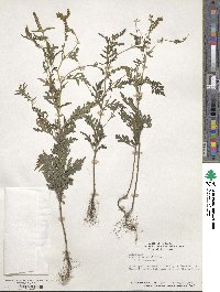 Ambrosia artemisiifolia image