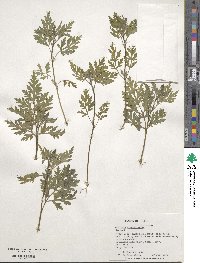 Ambrosia artemisiifolia image