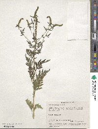 Ambrosia artemisiifolia image