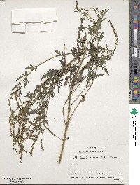 Ambrosia artemisiifolia image