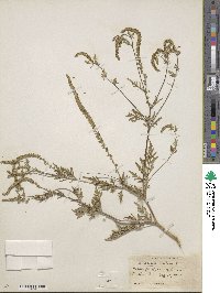 Ambrosia artemisiifolia image