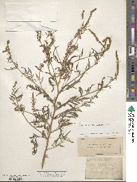 Ambrosia artemisiifolia var. elatior image