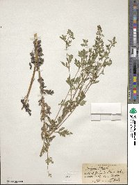 Ambrosia artemisiifolia var. elatior image