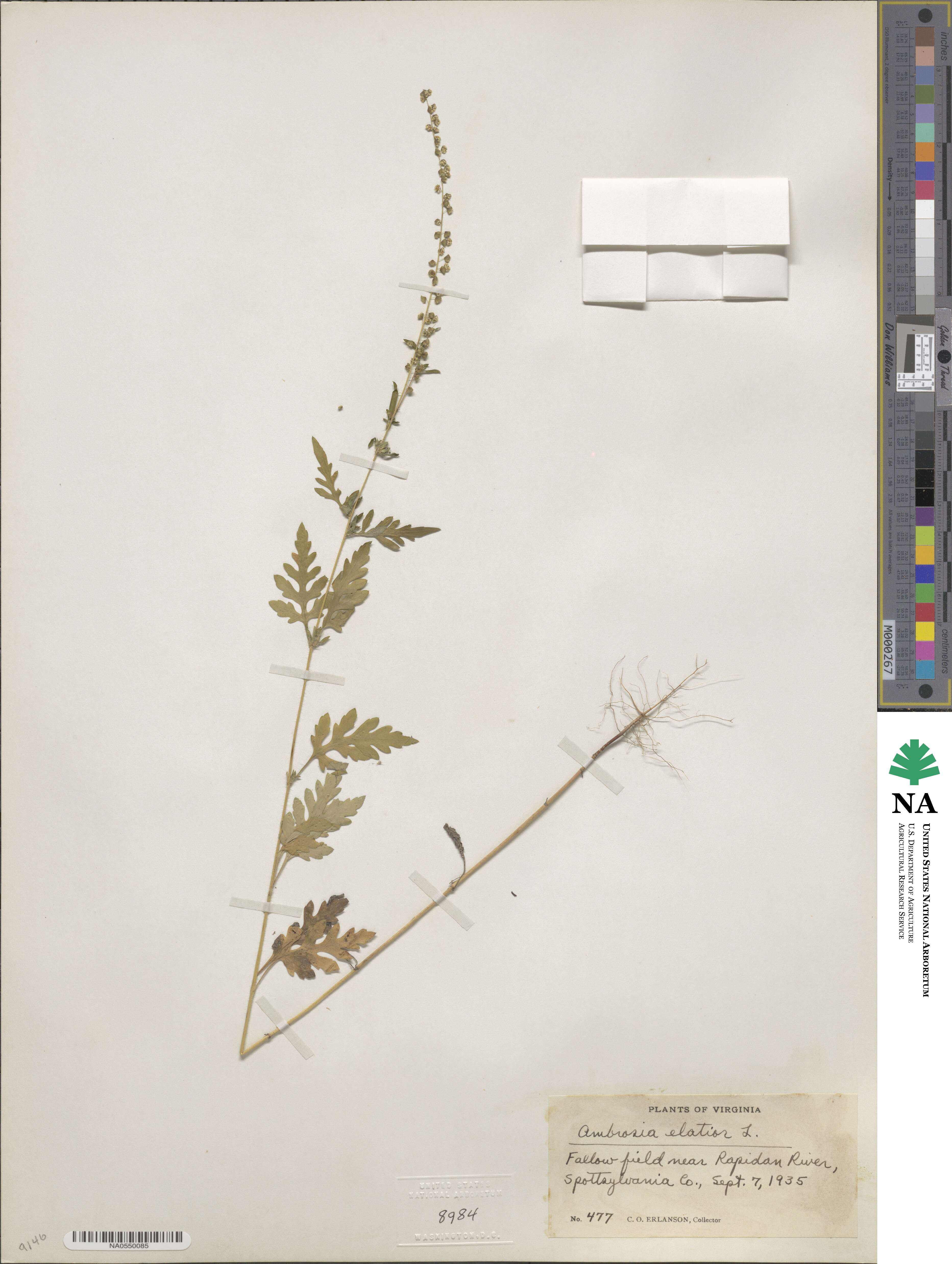 Ambrosia artemisiifolia var. elatior image