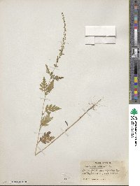 Ambrosia artemisiifolia var. elatior image