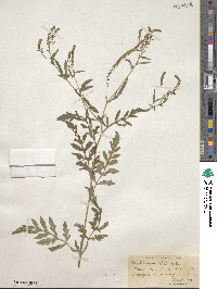 Ambrosia artemisiifolia var. elatior image