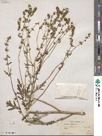 Ambrosia artemisiifolia var. elatior image