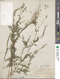 Ambrosia artemisiifolia image