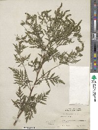 Ambrosia artemisiifolia var. elatior image