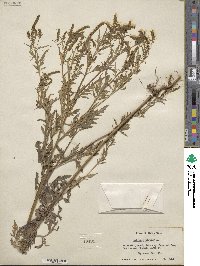 Ambrosia artemisiifolia var. elatior image