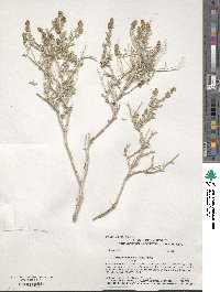 Ambrosia dumosa image